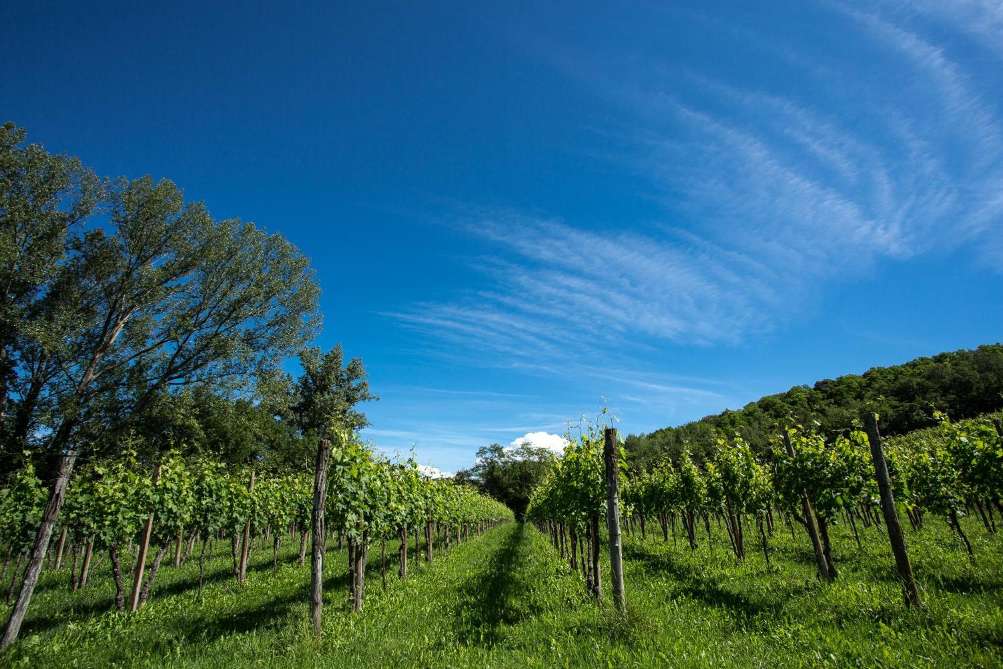 Azienda Agricola Moschioni Cividale del Friuli Exterior foto