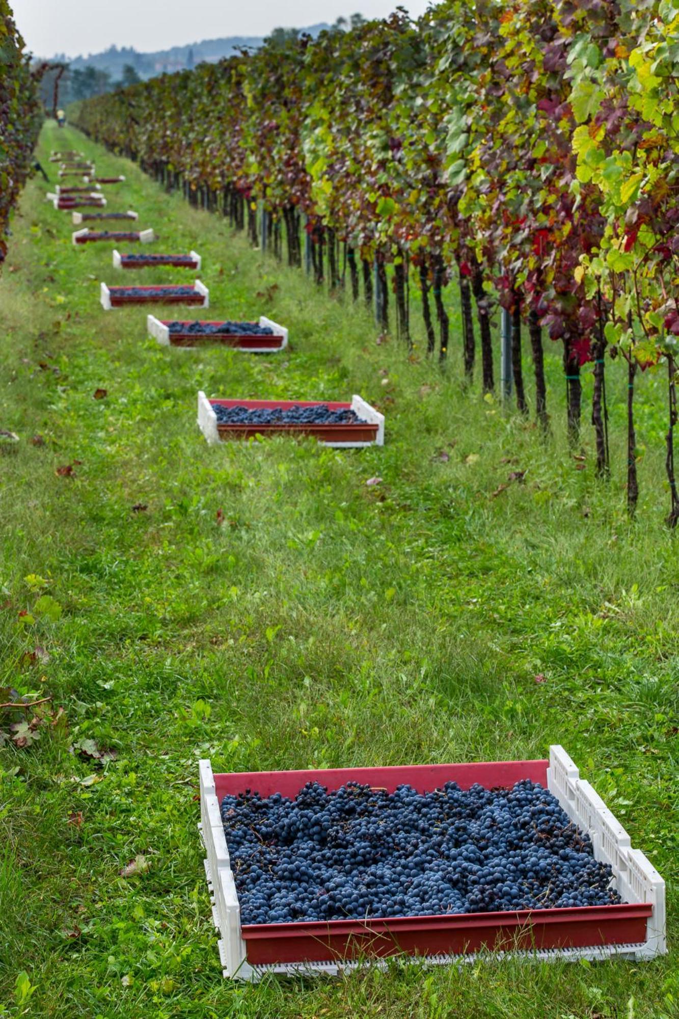 Azienda Agricola Moschioni Cividale del Friuli Exterior foto